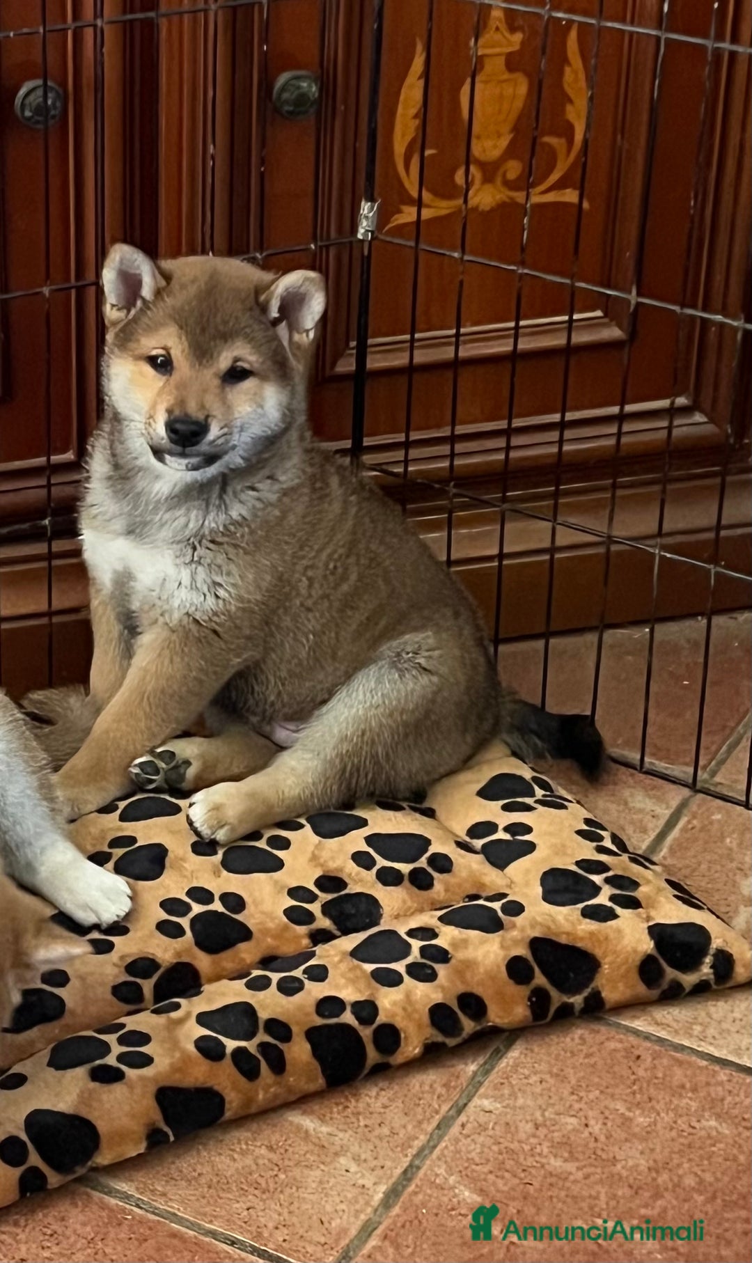 Shiba Inu cani in vendita: Shiba inu cuccioli  - Annuncio 2
