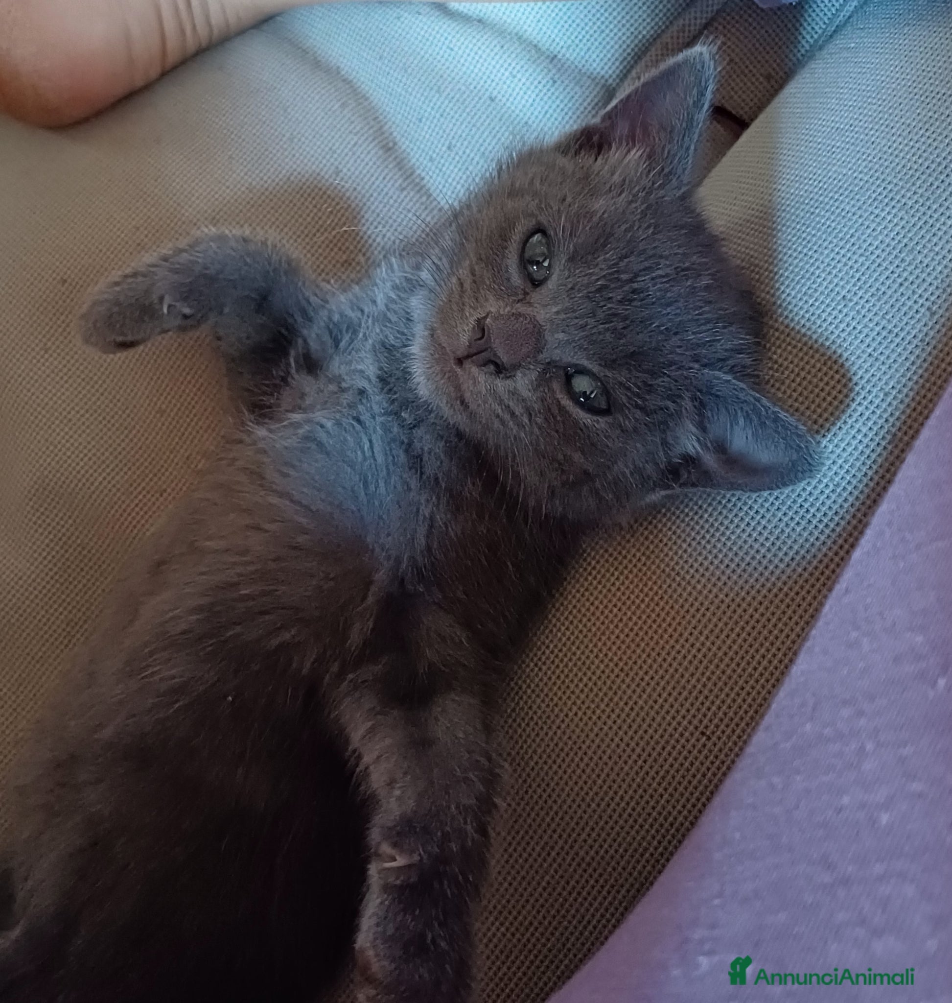 Certosino gatti Meravigliosa micina simil certosina  - Annuncio 1