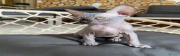 Sphynx gatti in vendita: Cuccioli Sphynks  - Annuncio 32