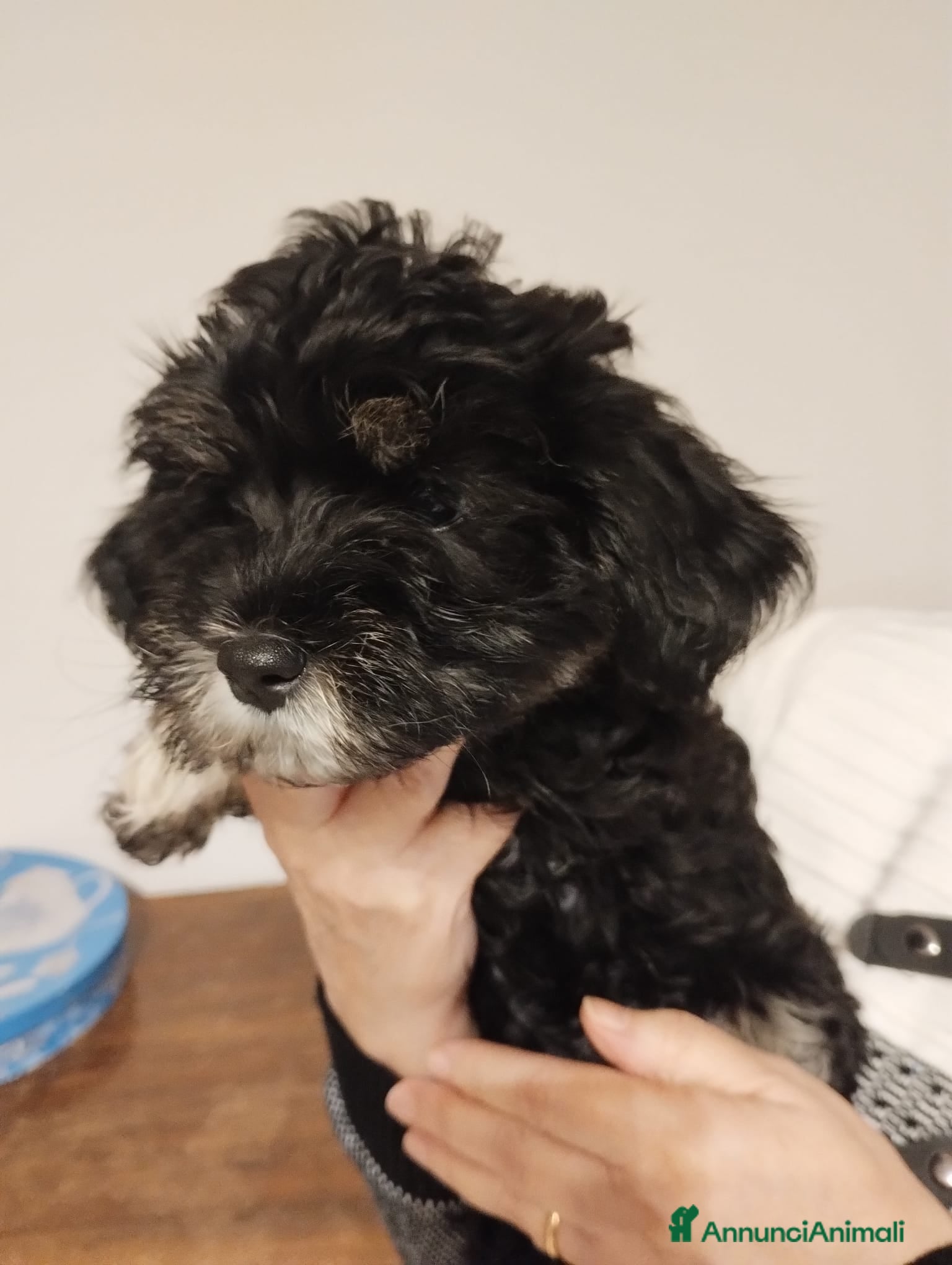 Bichon cani Cuccioli bichon havanese - Annuncio 2