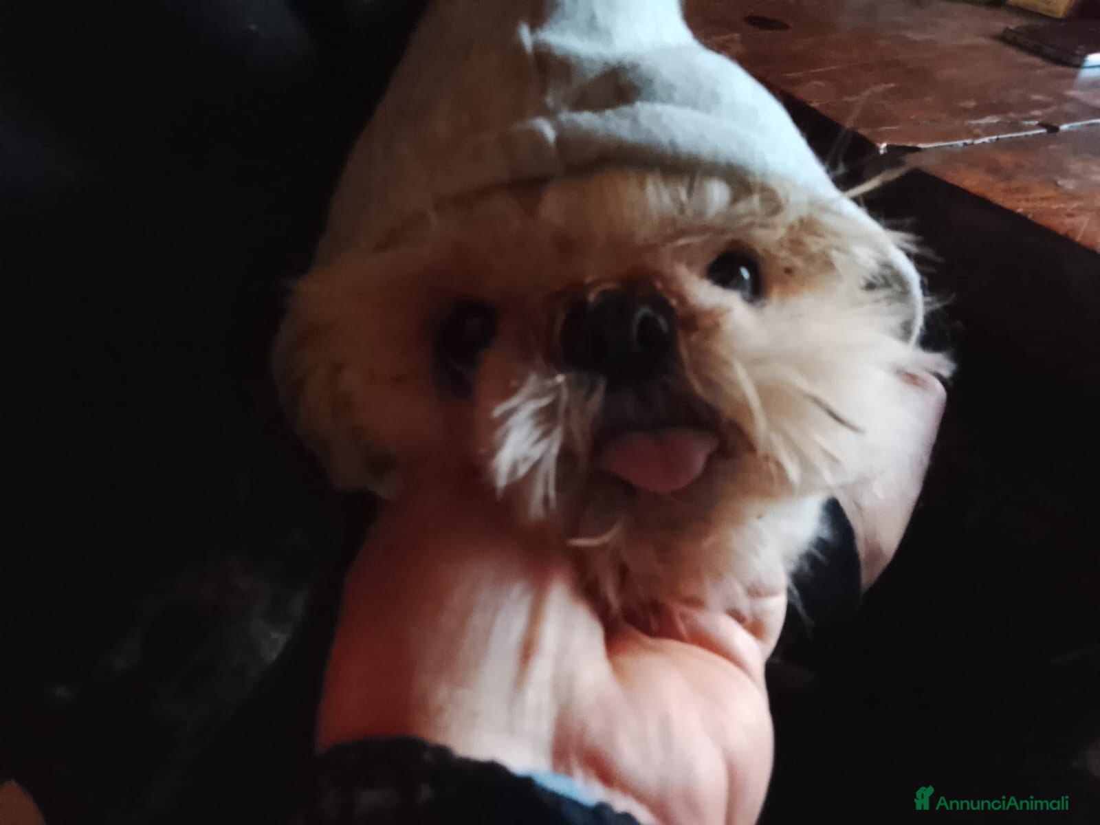 Shih Tzu cani Splendidi cuccioli di Shitzu  - Annuncio 13