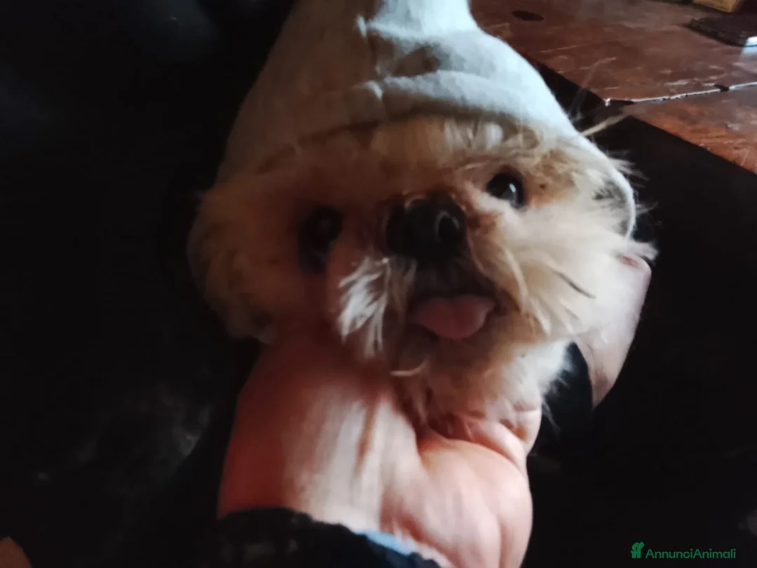 Shih Tzu cani in vendita: Splendidi cuccioli di Shitzu  - Annuncio 1