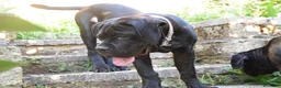Cane Corso cani in vendita: Maschio di Cane Corso  - Annuncio 4