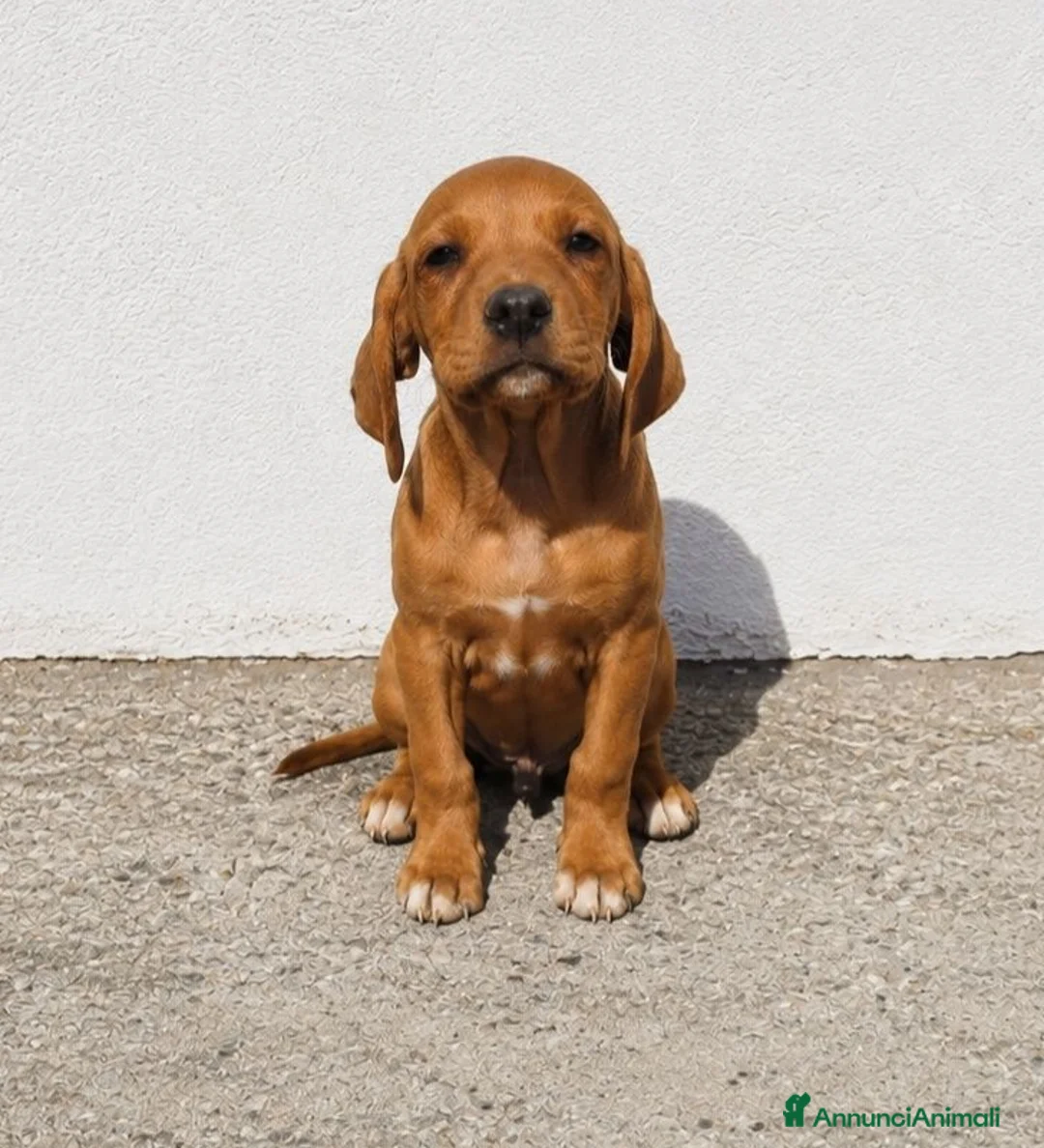Segugio cani in regalo: Eros e Flipper  - Annuncio 1