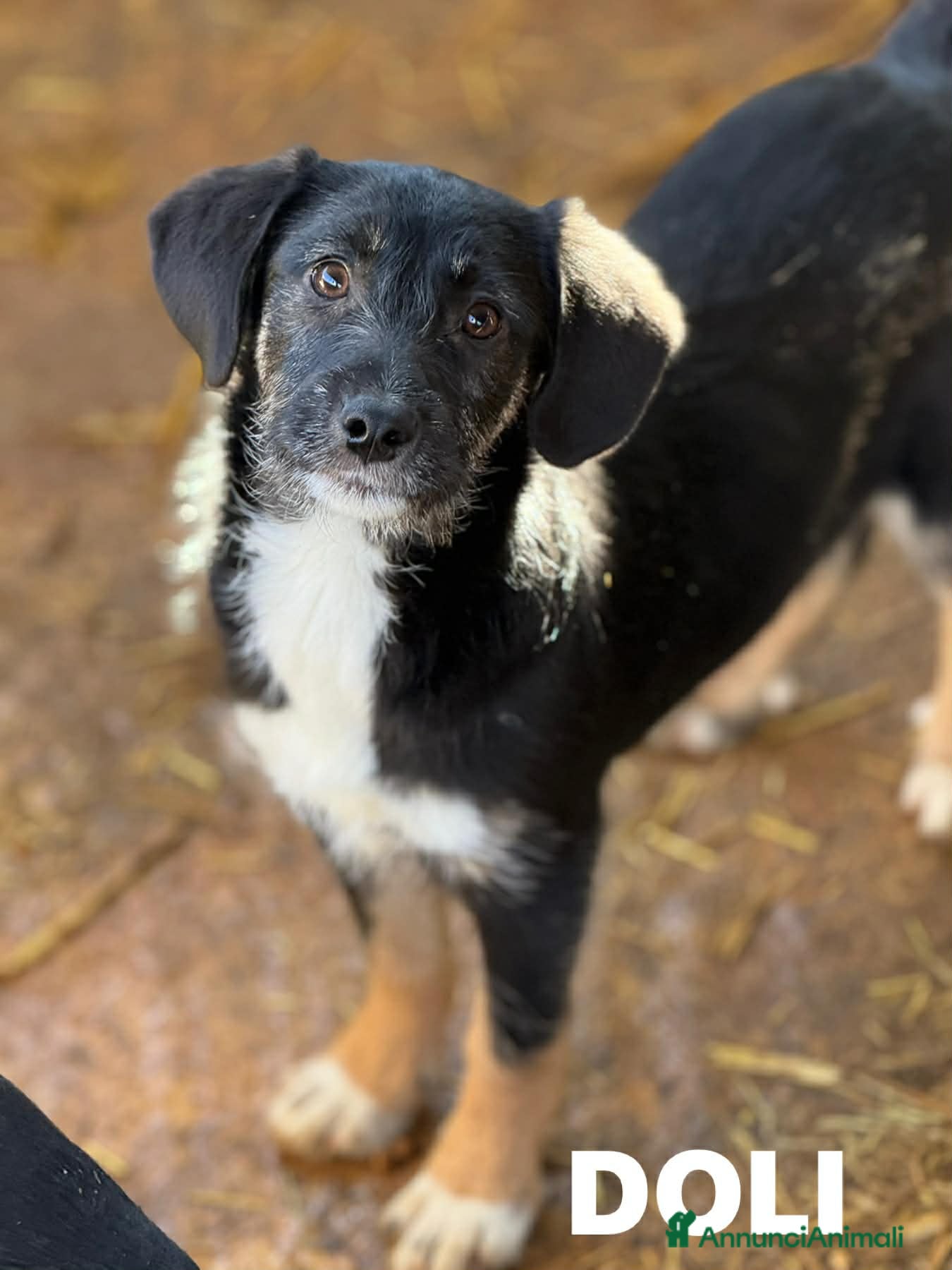 Meticcio cani DOLI, tenera cucciola baffona in canile!! - Annuncio 29