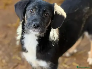 Meticcio cani DOLI, tenera cucciola baffona in canile!! - Annuncio 36