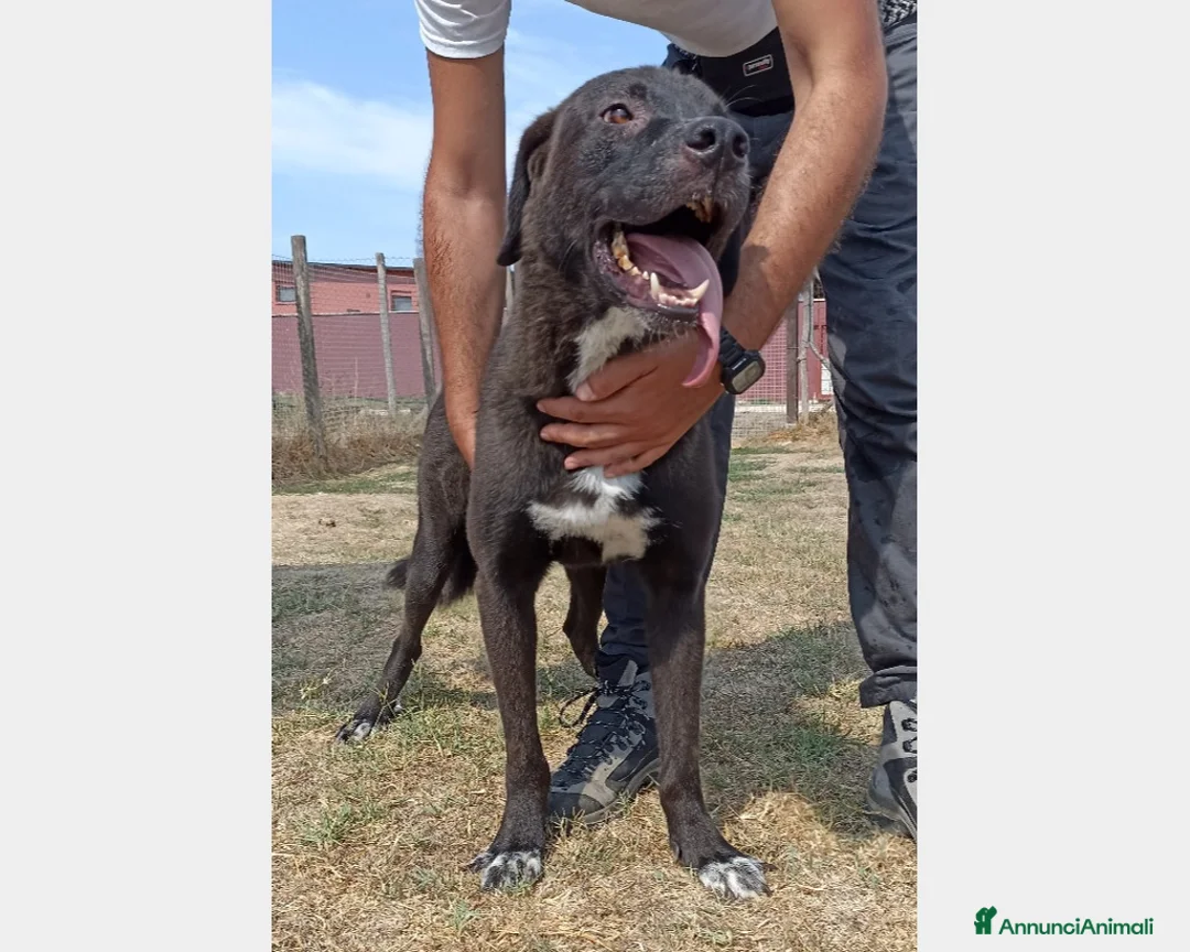 Meticcio cani in regalo: Reza, giovane cagnolone affettuoso e buono chiuso  a Latina - Annuncio 2