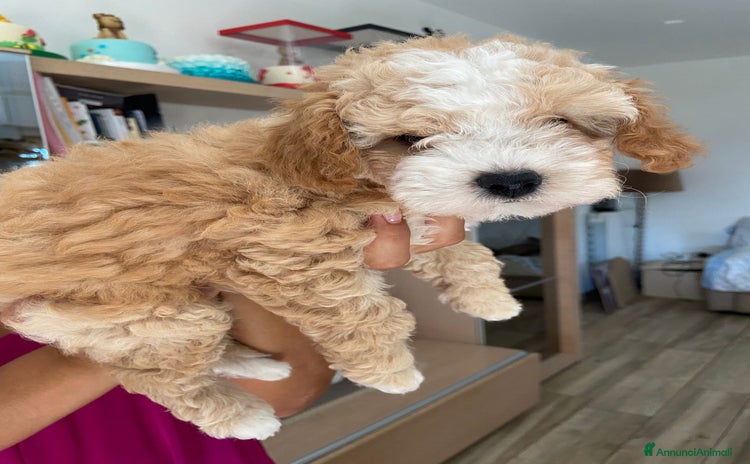 Barboncino cani a Città Metropolitana di Napoli - Annuncio 1