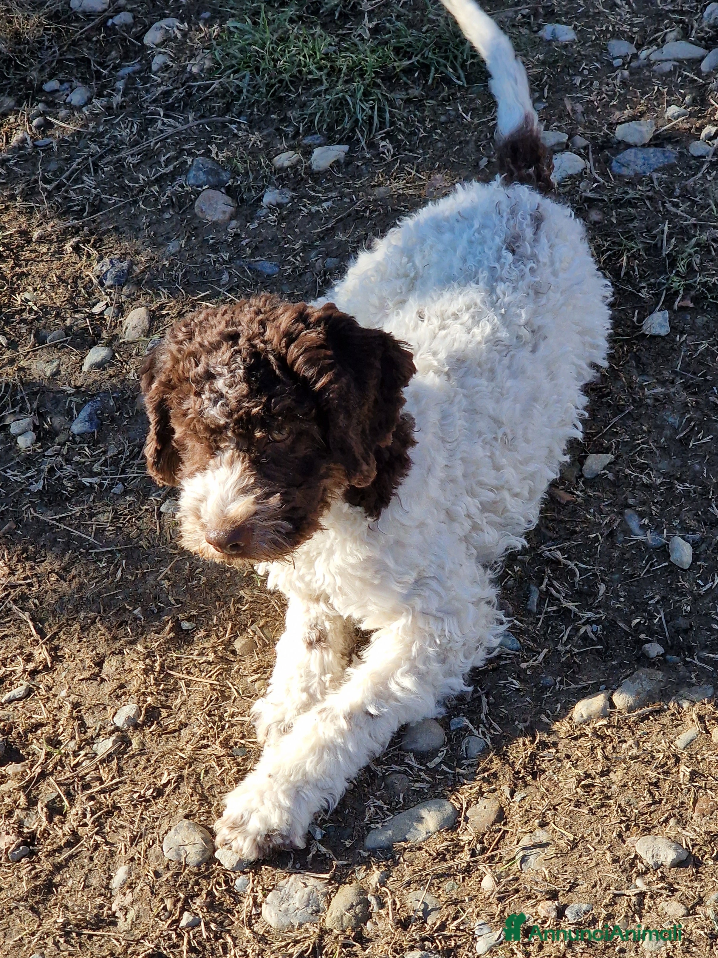 Lagotto cani Cucciolo bianco e marrone di lagotto romagnolo - Annuncio 1