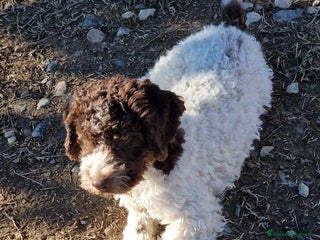 Lagotto cani Cucciolo bianco e marrone di lagotto romagnolo - Annuncio 1