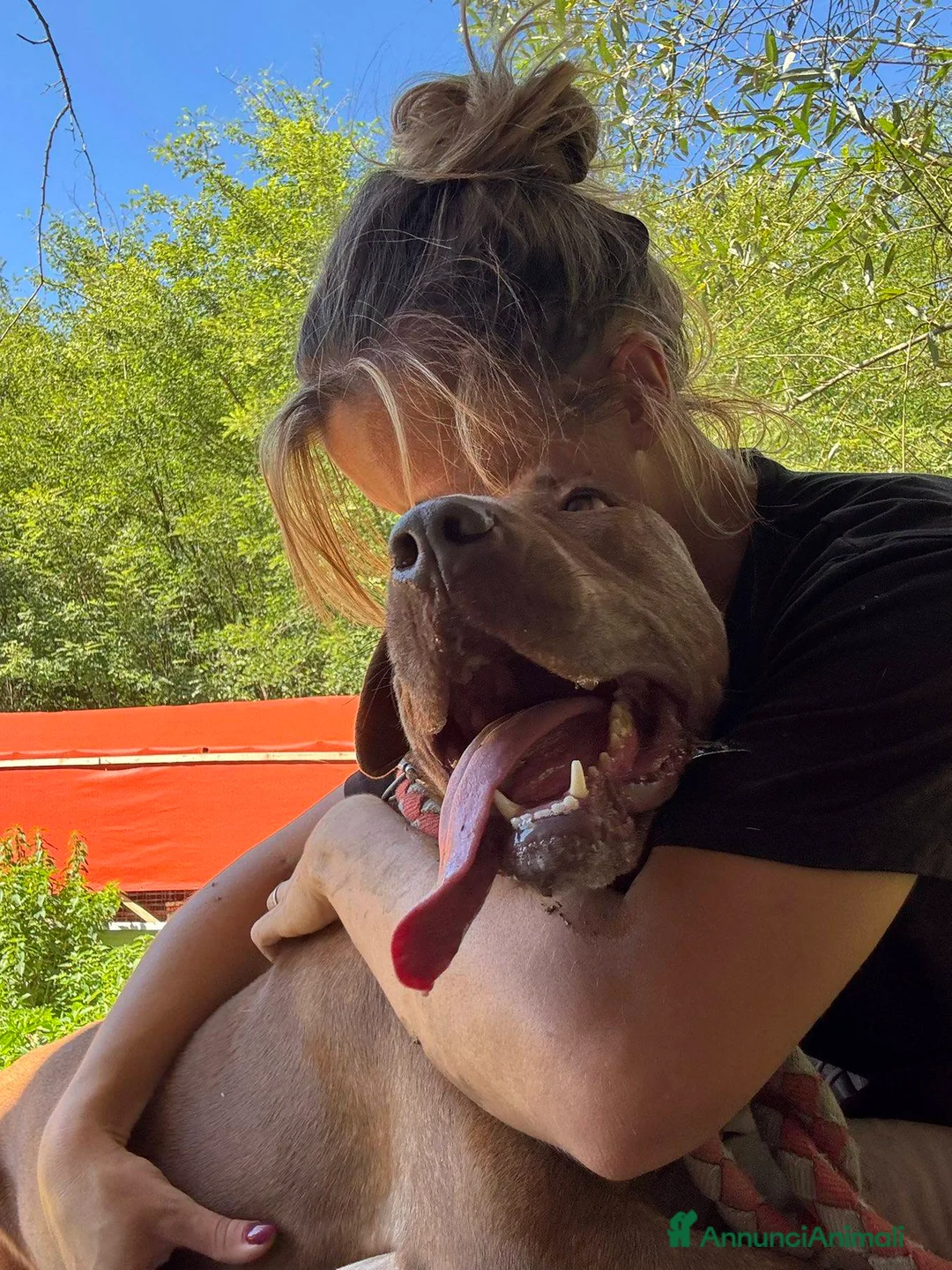 Shar Pei cani in regalo: AFRODITE, bellissima mix SHARPEI - PIT! - Annuncio 10