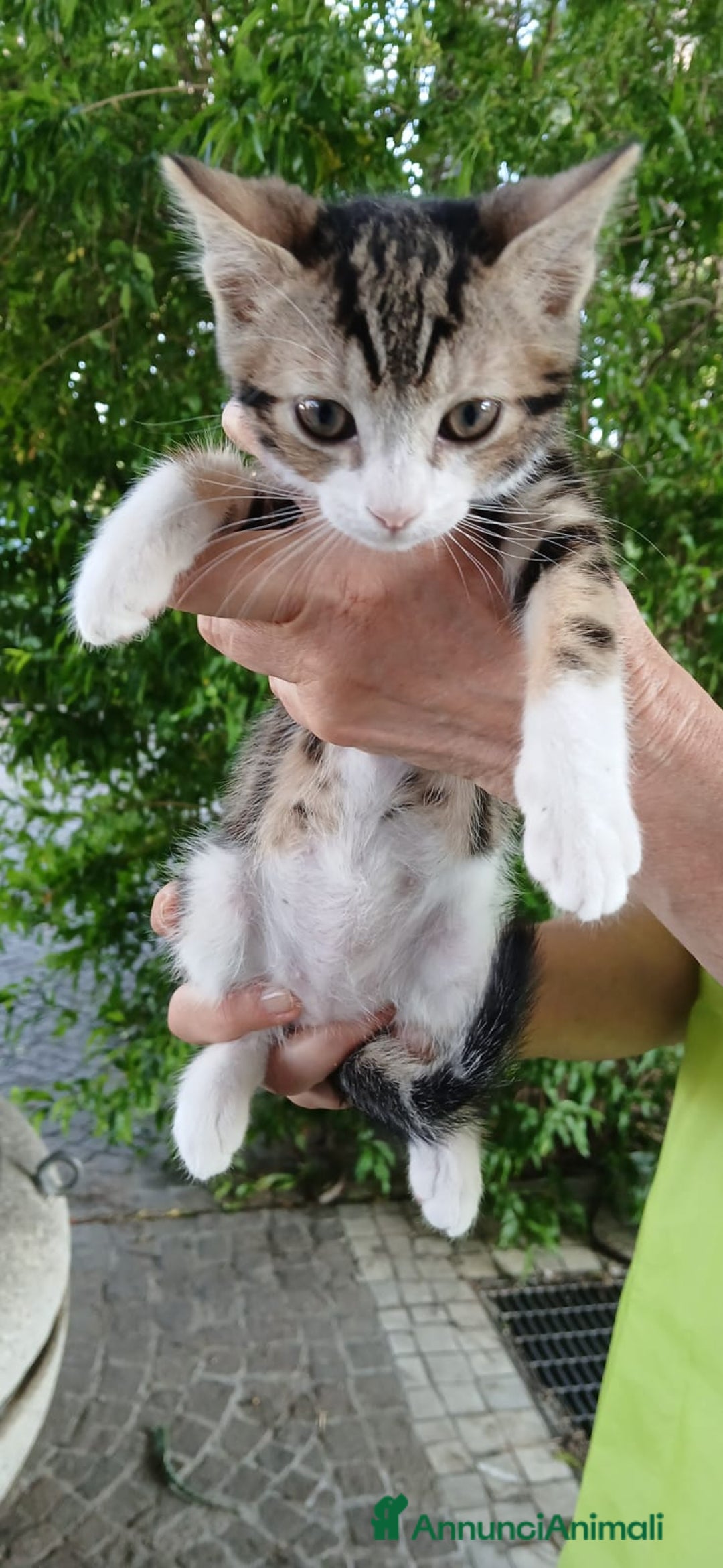 Altre razze gatti in regalo: Pardino e Zebrina, due mesi, dolcissimi  a Città metropolitana di Roma Capitale - Annuncio 5