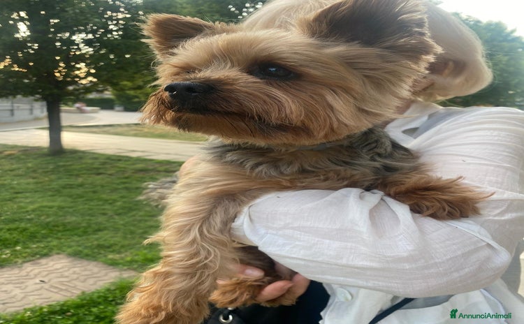 Yorkshire cani a Città metropolitana di Milano - Annuncio 1