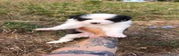 Border Collie cani in vendita: Cuccioli di Border Collie - Annuncio 6