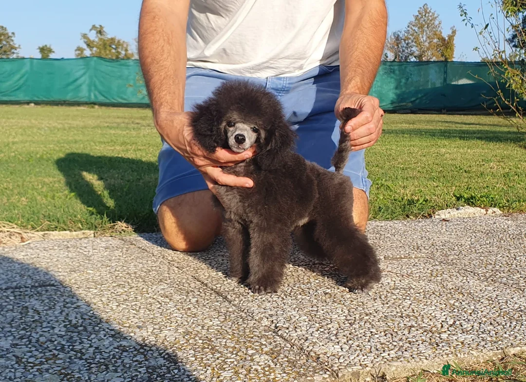 Immagine della galleria {{count}}