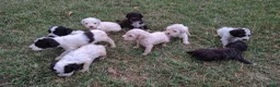 Lagotto cani in vendita: Lagotto Romagnolo con Pedigree - Annuncio 3