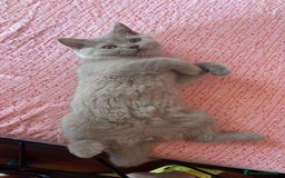 British gatti in vendita: Cucciola  a Città Metropolitana di Torino - Immagine 1