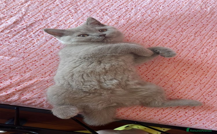 British gatti a Città Metropolitana di Torino - Annuncio 3