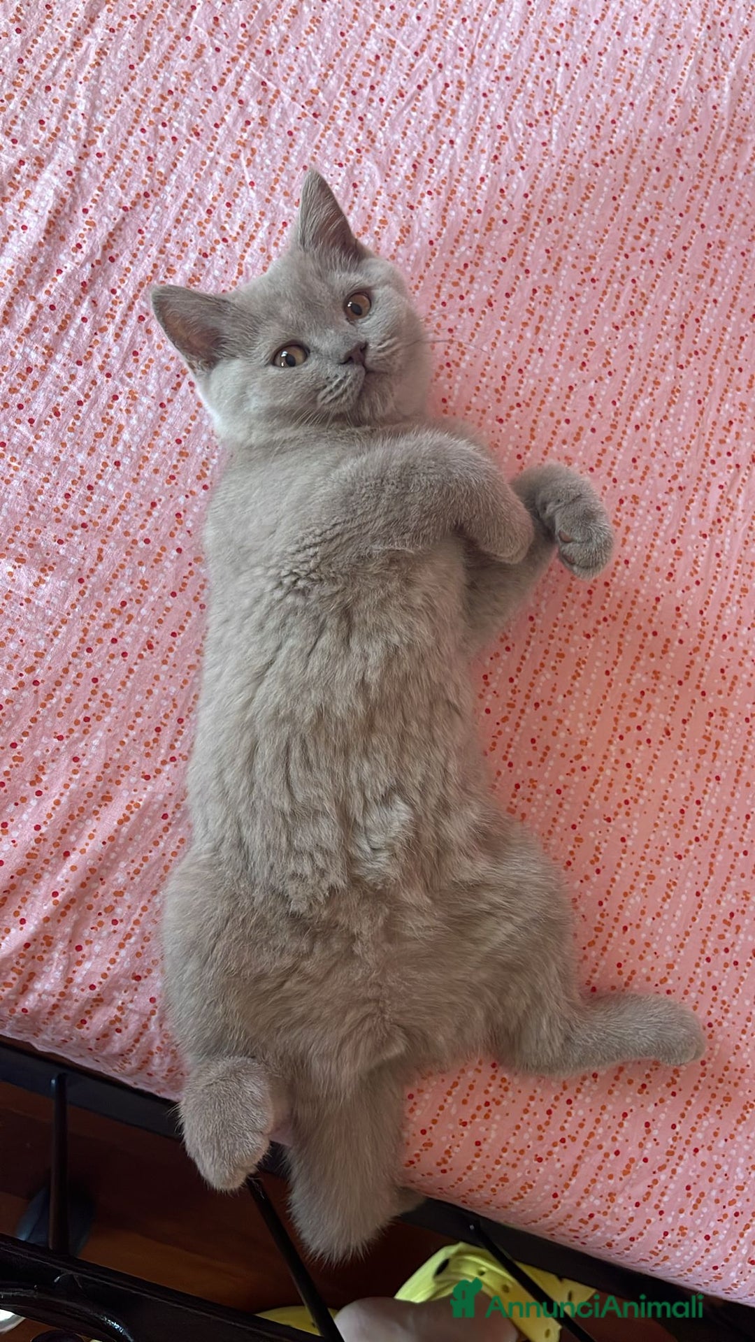 British gatti in vendita: Cucciola  a Città Metropolitana di Torino - Immagine 1