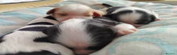 Cavalier King cani in vendita: Cavalier king con pedigree enci  a Provincia di Sondrio - Annuncio 11