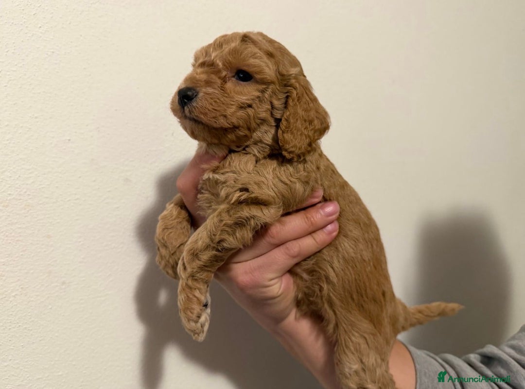 Barboncino cani in vendita: Barboncino nano a Firenze - Annuncio 1