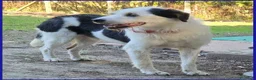 Meticcio cani in regalo: JOHNTRA SIMIL LAGOTTINO 4 ANNI SOGNA UNA FAMIGLIA  - Annuncio 4