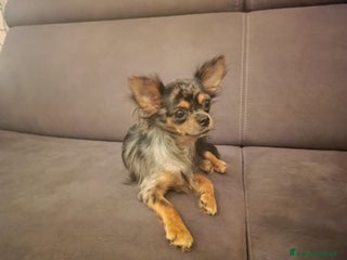 Chihuahua cani Chihuahua femmina Merle pelo lungo - Annuncio 14