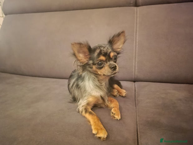 Chihuahua cani - Annuncio 7