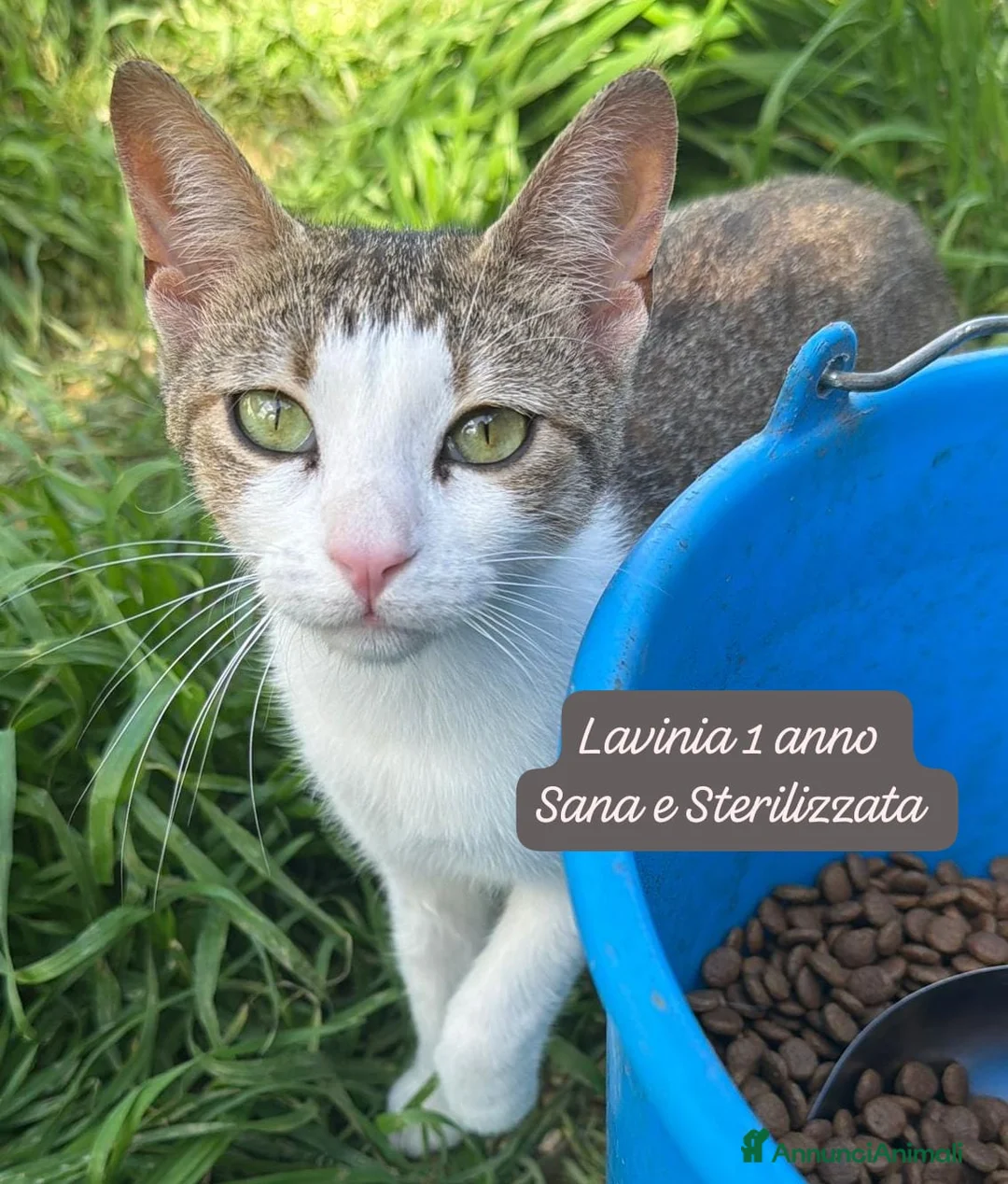 Altre razze gatti in regalo: Gattini destinati alla colonia  a Provincia di Ferrara - Annuncio 2