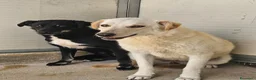 Meticcio cani in regalo: Micky: taglia media, socievole ed equilibrata  - Annuncio 8