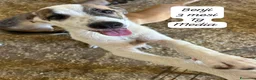 Meticcio cani in regalo: Cuccioli, non hanno chiesto di nascere  a Provincia di Brescia - Annuncio 6