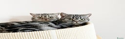 British gatti in vendita: British shorthair black silver tabby blotched  - Annuncio 3