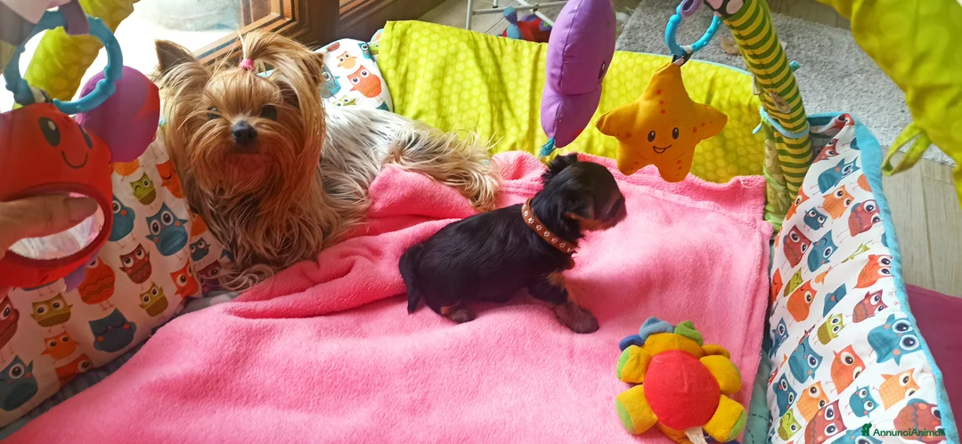 Yorkshire cani in vendita: Yorkshire terrier toy a Provincia di Vicenza - Annuncio 8