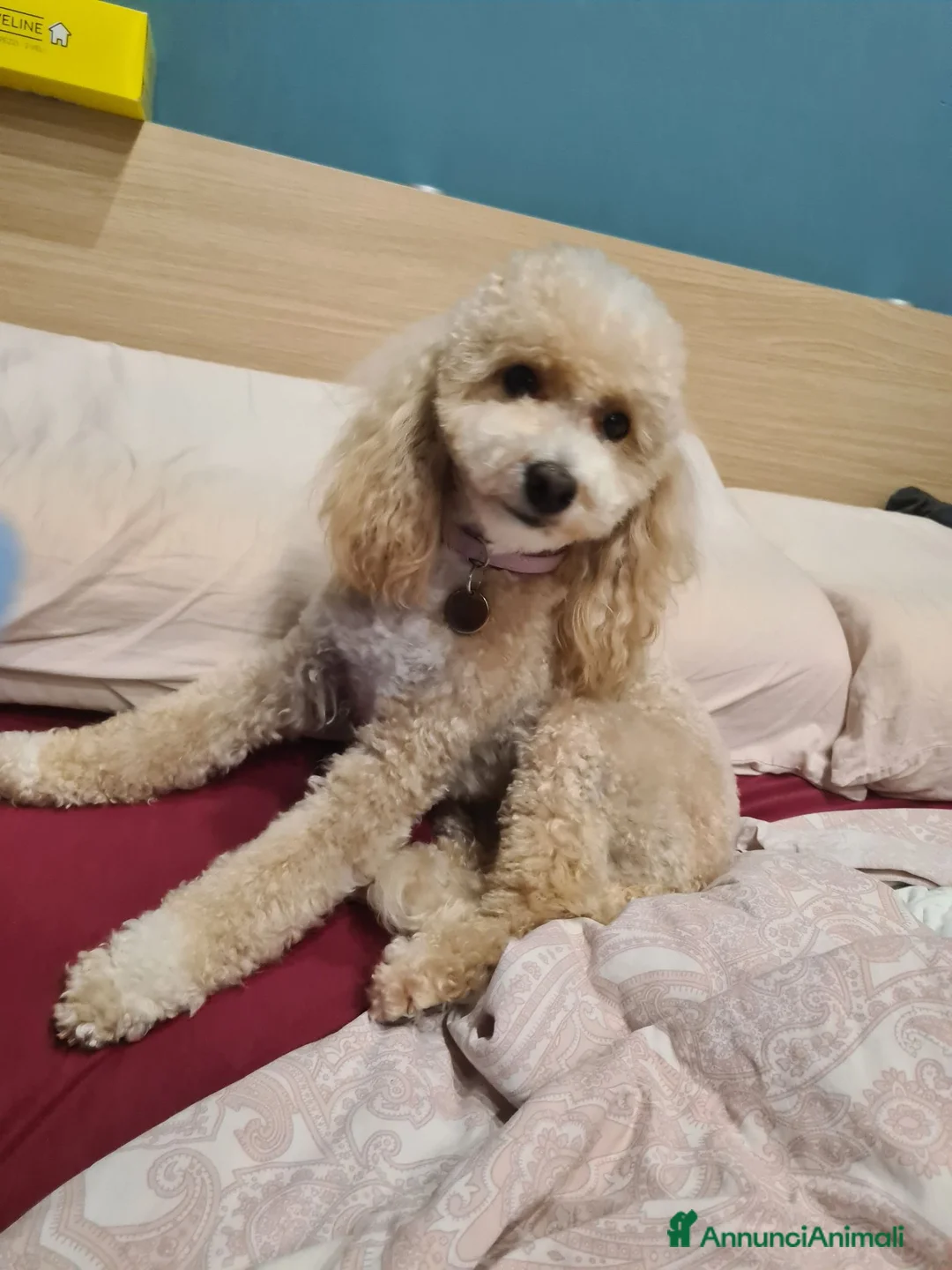 Barboncino Toy cani in vendita: Barboncini toy red disponibili - Annuncio 14