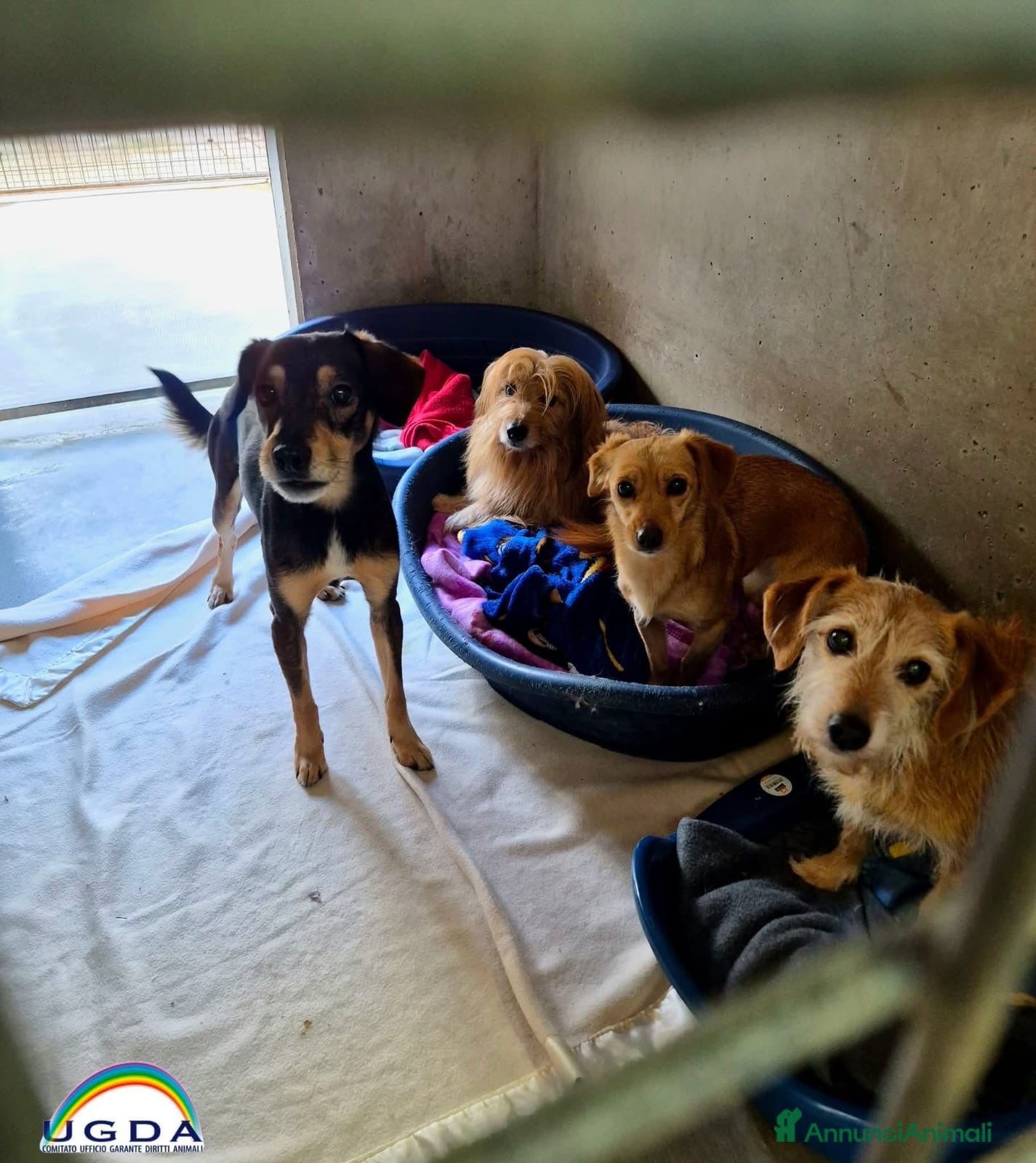 Pinscher Miniatura cani ADOZ.DEL💔:persola casa,perderanno la speranza? - Annuncio 21