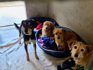 Pinscher Miniatura cani ADOZ.DEL💔:persola casa,perderanno la speranza? - Annuncio 21