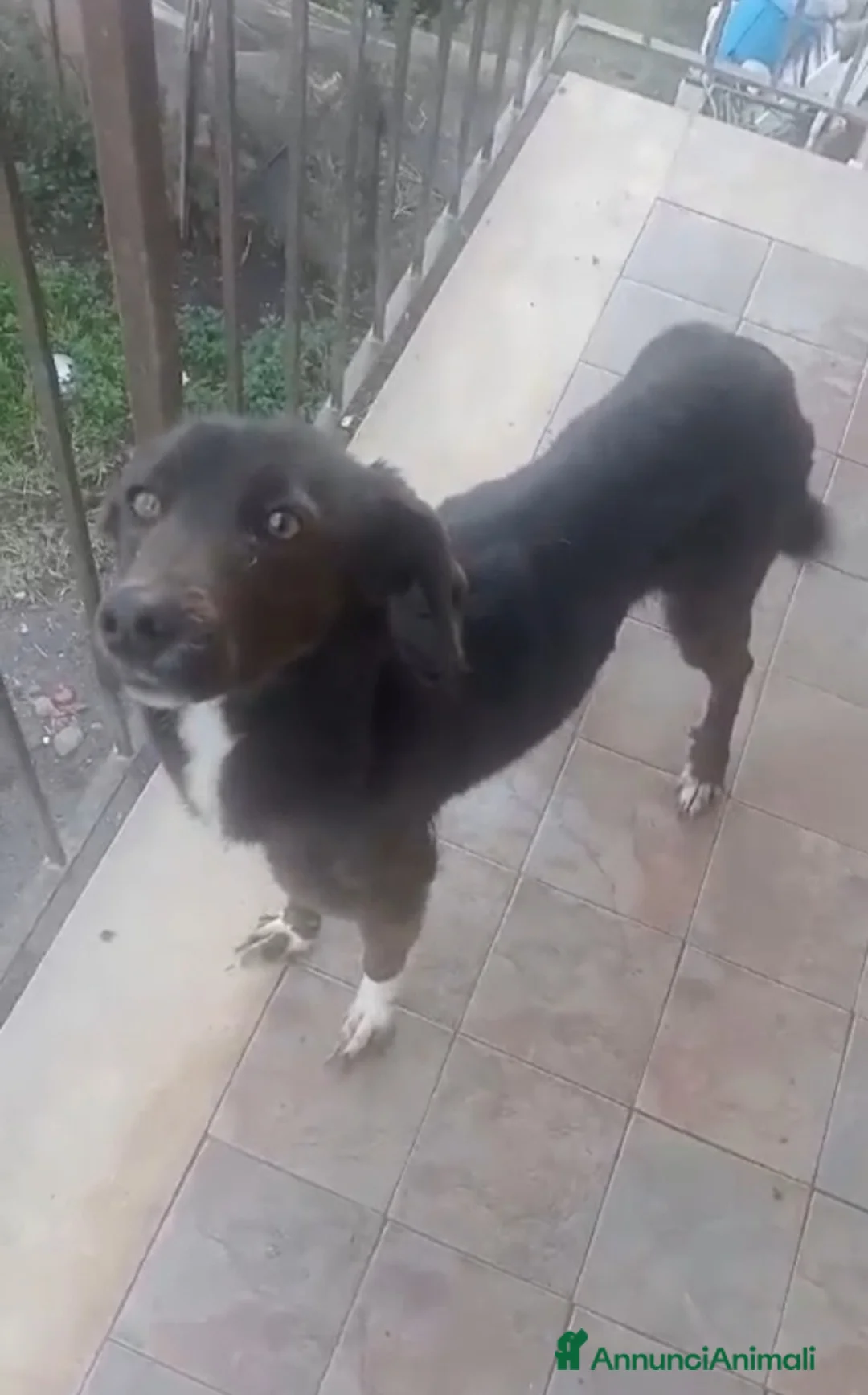 Altre razze cani in regalo: Cagnolina in cerca di Adozione  - Annuncio 4