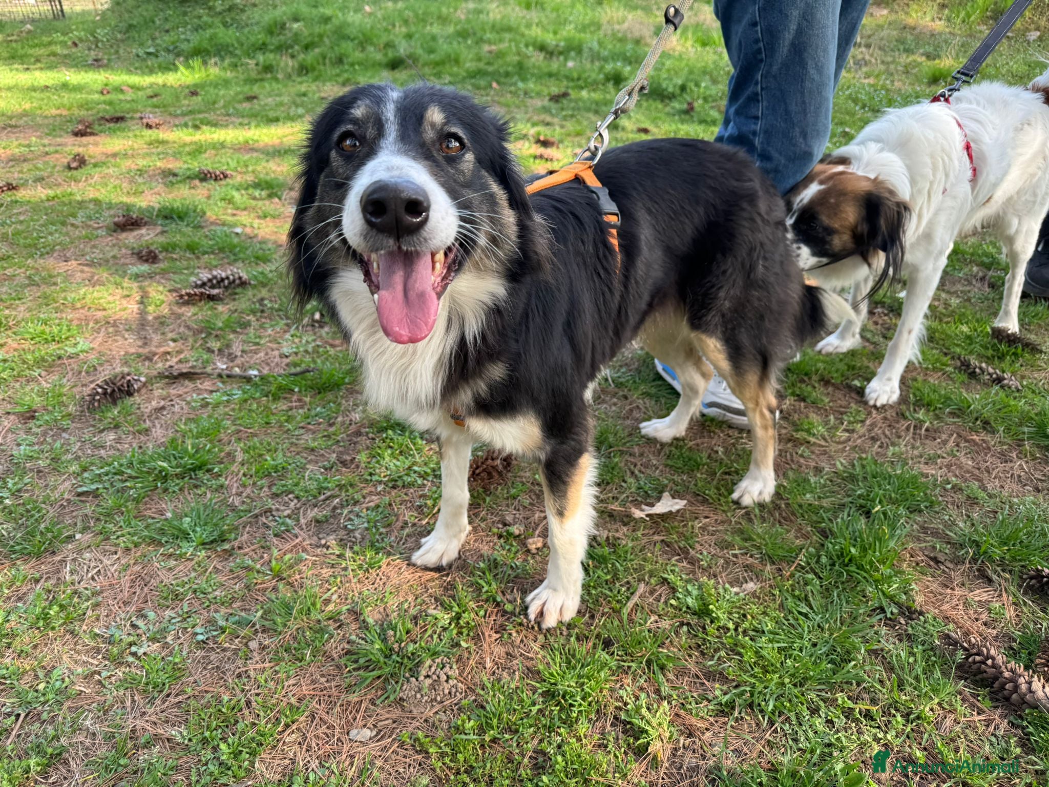 Border Collie cani Splendida Border Collie - MILA - Annuncio 1