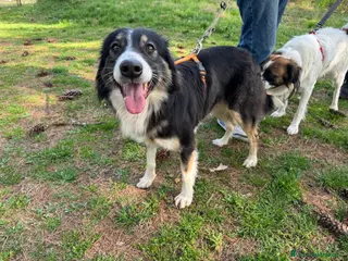 Border Collie cani Splendida Border Collie - MILA - Annuncio 1