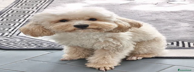 Winnie