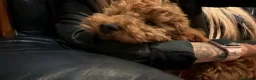 Barboncino cani in vendita: Barboncino nano  a Provincia di Brescia - Annuncio 4