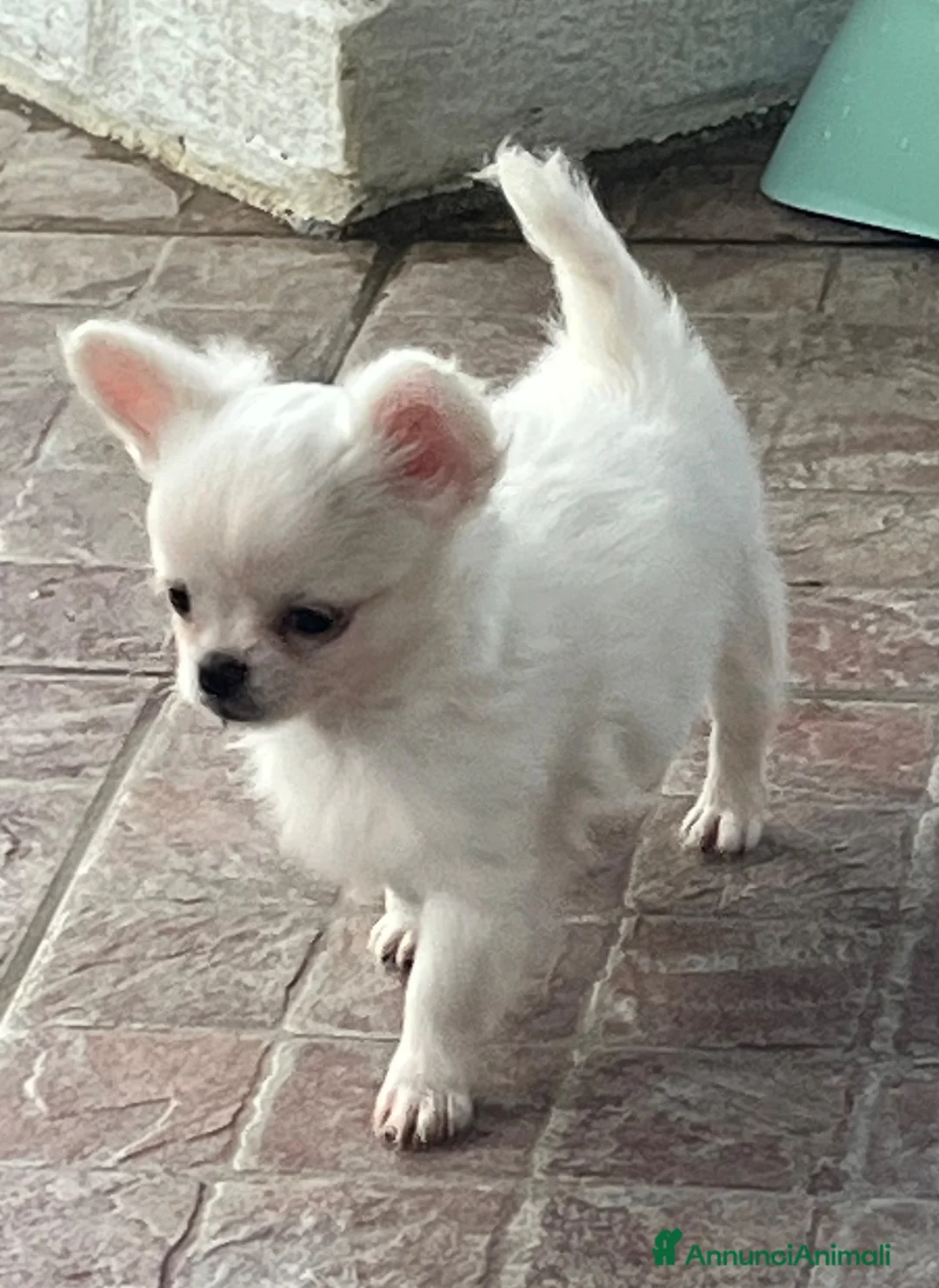 Chihuahua cani in vendita: Chihuahua femmina mini  - Annuncio 2