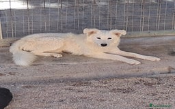 Border Collie cani in regalo: DAVID simil boarder collie - Immagine 2