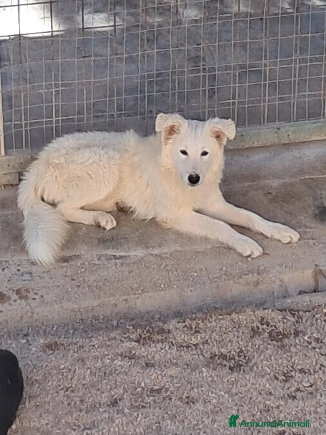 Border Collie cani in regalo: DAVID simil boarder collie - Annuncio 2