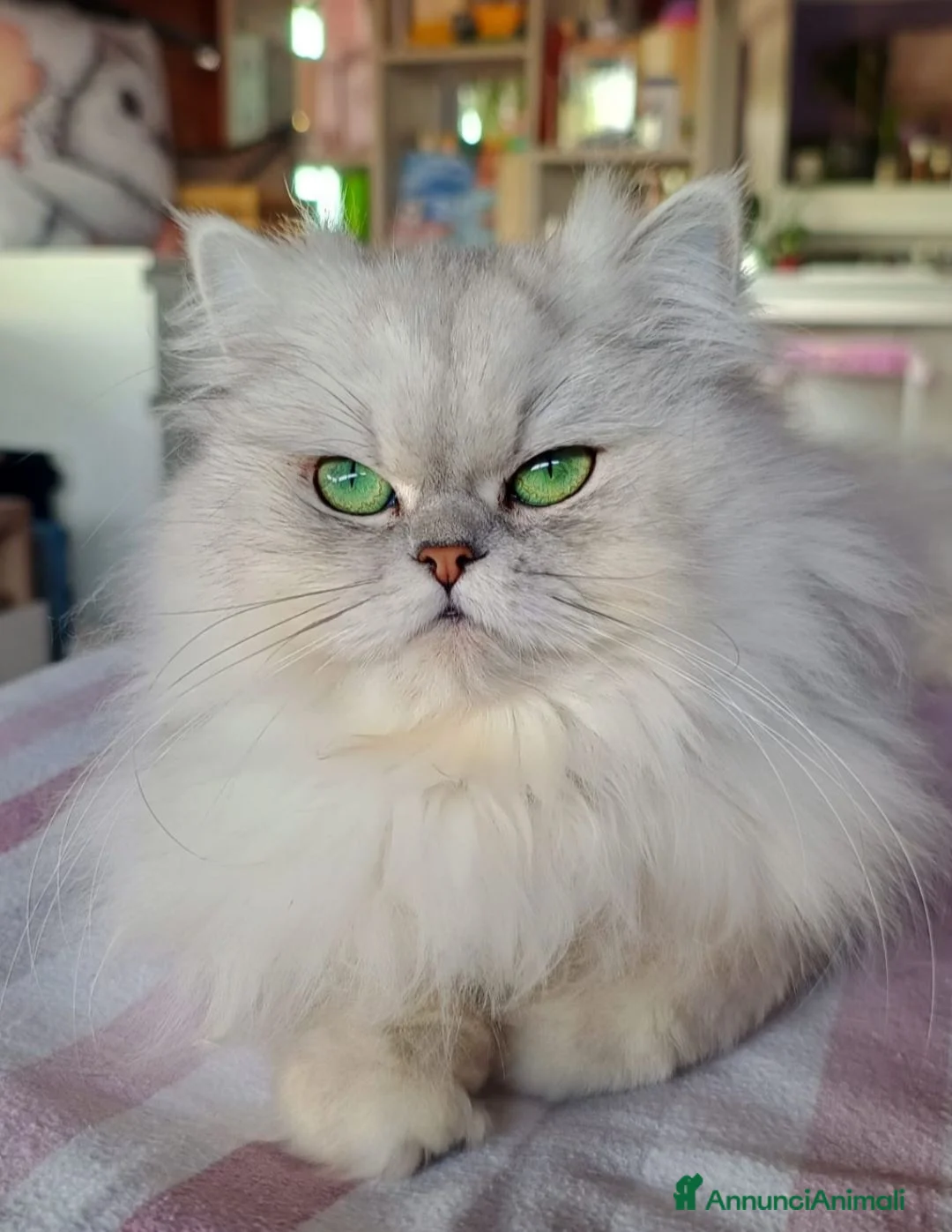 Persiano gatti in vendita: Persiano chinchillà normotipico  a Provincia di Padova - Annuncio 6