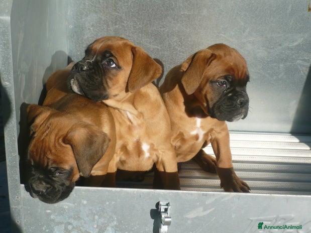 Boxer cani - Annuncio 2