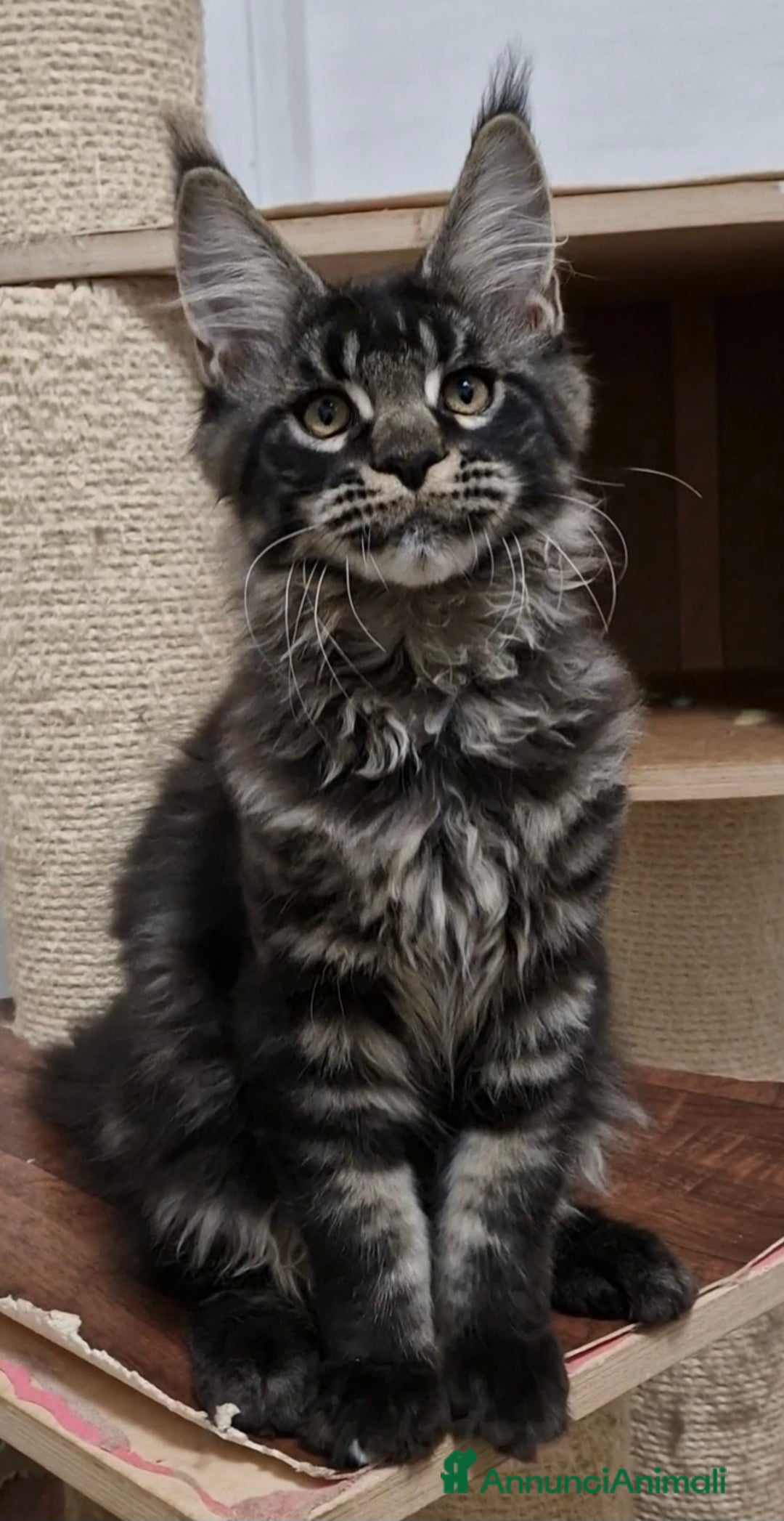 Maine Coon gatti in vendita: Cucciolo maine coon maschio - Annuncio 3