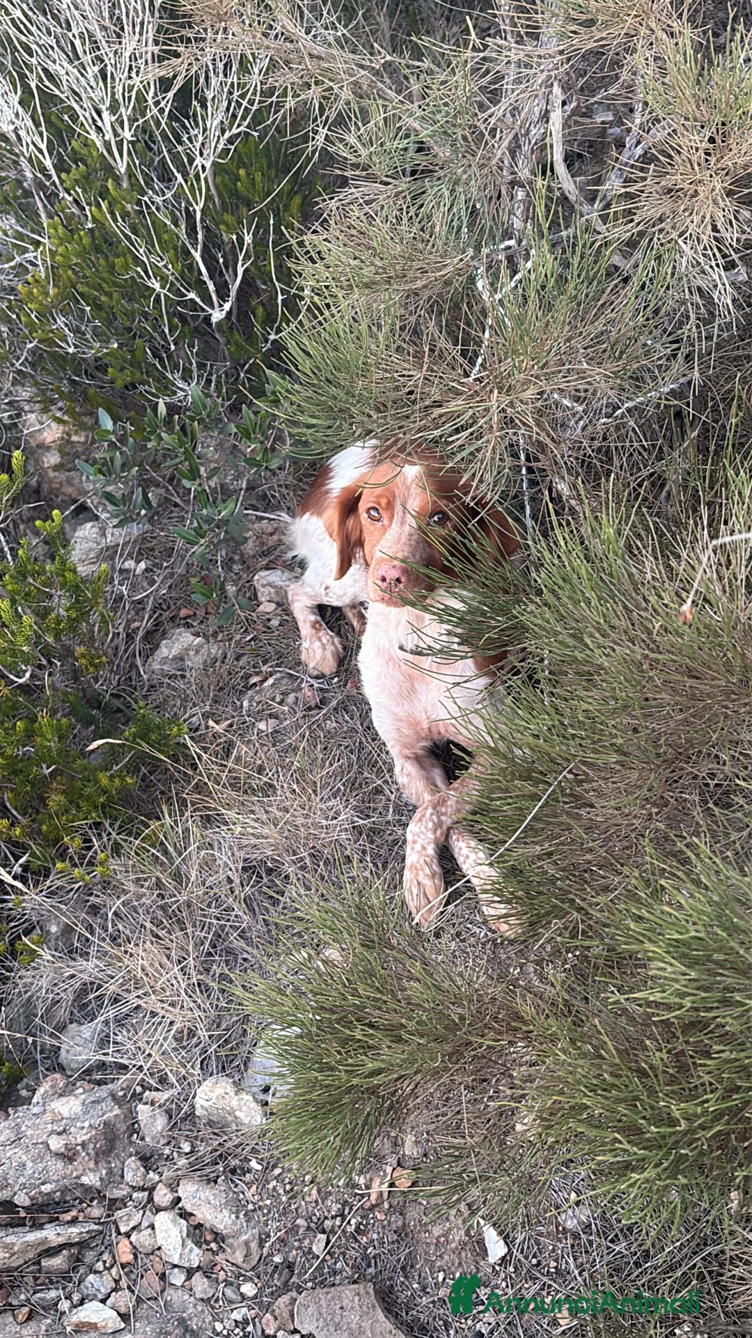 Breton cani in vendita: BRETON ESPAGNEL - Annuncio 1