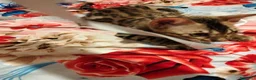 Bengala gatti in vendita: Bengala sconto 30% sul 2° cucciolo,con pedigree - Annuncio 6