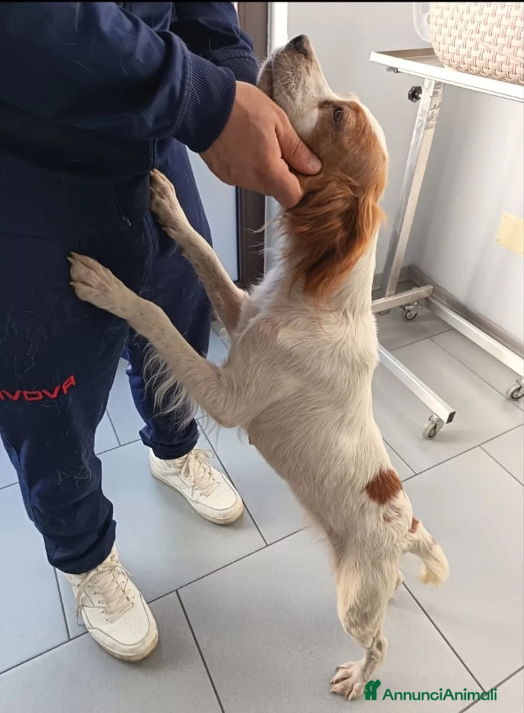 Breton cani in regalo: Brigitte, Breton in canile - Annuncio 2